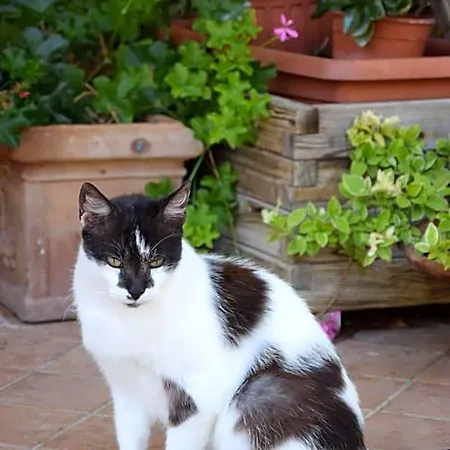 La Casa Nell'oliveto Nocleg ze śniadaniem