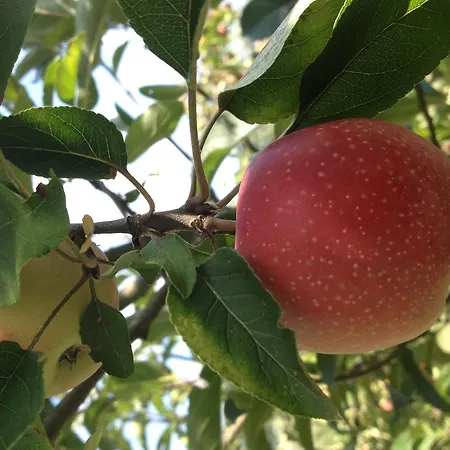 La Casa Nell'oliveto