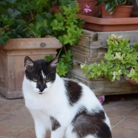 Frühstückspension La Casa Nell'oliveto