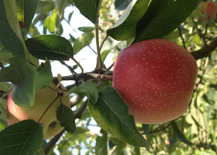 La Casa Nell'oliveto