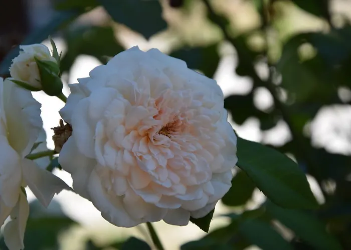 Bed & Breakfast La Casa Nell'oliveto