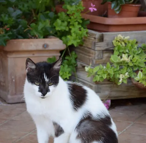 Bed & Breakfast La Casa Nell'oliveto